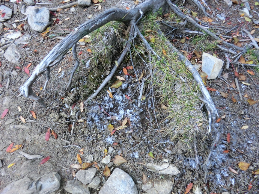 kinpu-shimo.JPG