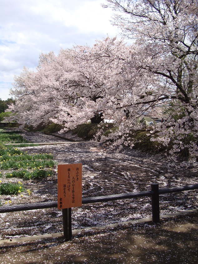 sakura-4.jpg