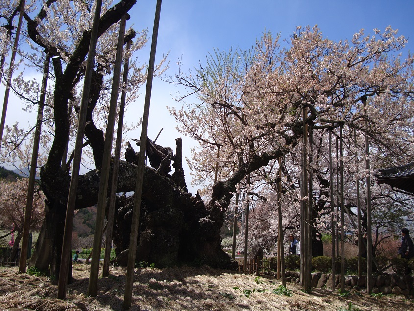 sakura-5.jpg