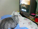 catvsrat.jpg