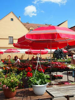 P6101022-2.jpg