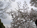 20130406-01.JPG