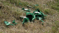 SANY0722.jpg