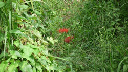 P1040100.jpg