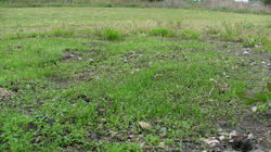 SANY2452.jpg
