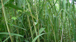 SANY2781.jpg