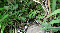 SANY2782.jpg
