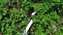 SANY2924.jpg