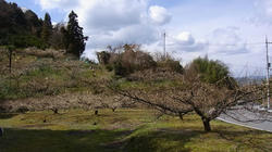RIMG0030e.jpg