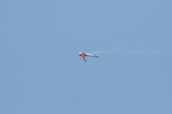 IMG_2594.jpg