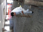 8d4596d8.jpg