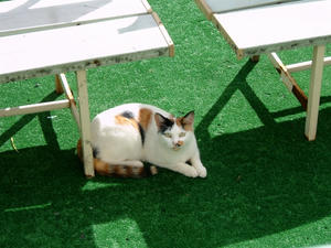 ねこ