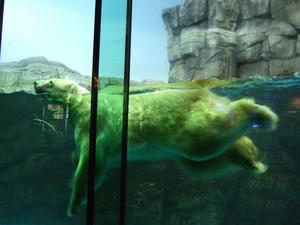 ホッキョクグマ