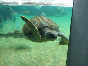 ウミガメ