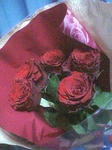 Crimson Roses