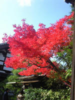 紅葉