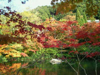 紅葉２