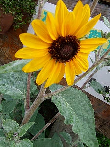 2009_091780003.jpg