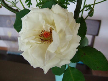 2009_091980001.jpg