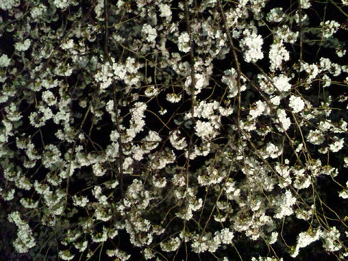 2011.4.9a.jpg