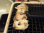 ツブ貝の串焼き