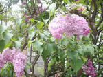ライラック祭り