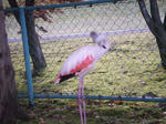 フラミンゴ