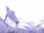 ペンギン