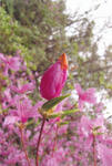 s-IMG_0065.jpg