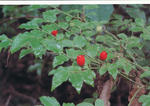 s-IMG_0034.jpg