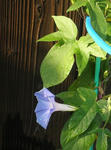 s-P7250026.jpg