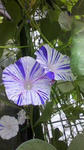 s-2010081309540000.jpg