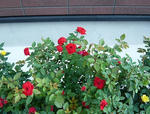 s-P1040011.jpg