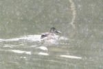 s-CCF20110219_00001.jpg
