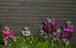 s-P3010126.jpg