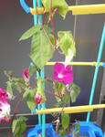 s-P8020090.jpg