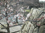 s-P4020125.jpg