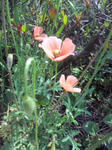 SH3J17490001.jpg
