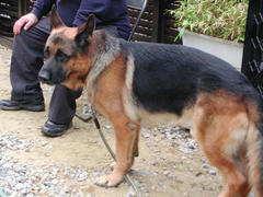 謎のゆるキャラ