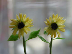 ミニミニひまわり