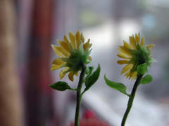 ミニミニひまわり裏