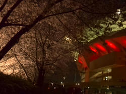 埼スタ桜満開