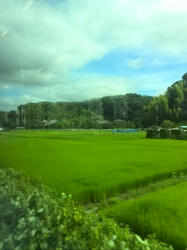 何故か田園風景・・・