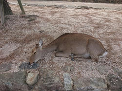 251108宮島1