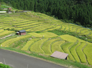 maruyama5.jpg