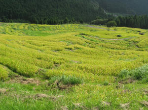 maruyama8.jpg
