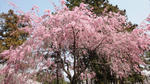 DSC02606.JPG