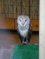 フクロウたん