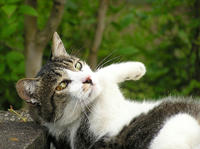 0626庭にいる猫01