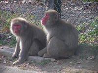 仲良しのサル